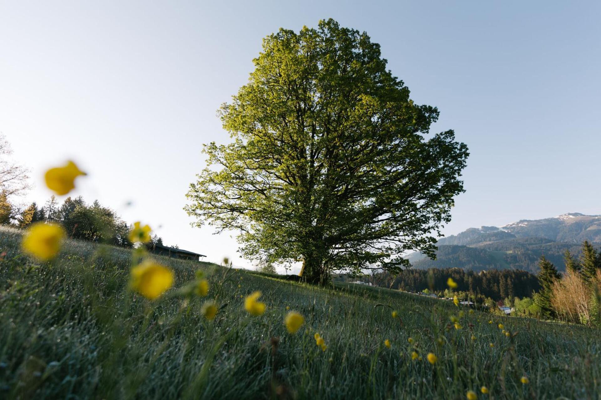 Dorfresort Kitzbuehel By Alps Resorts Reith bei Kitzbühel エクステリア 写真